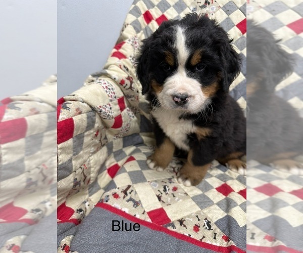 Medium Photo #1 Bernese Mountain Dog Puppy For Sale in ENON, OH, USA