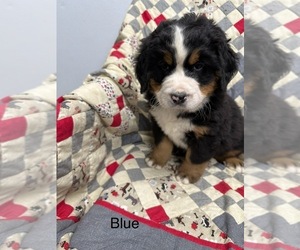 Bernese Mountain Dog Puppy for sale in ENON, OH, USA