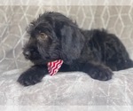 Small Photo #17 Golden Retriever-Goldendoodle Mix Puppy For Sale in LAKELAND, FL, USA