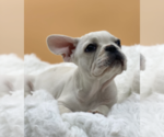 Small Photo #2 French Bulldog Puppy For Sale in WESTON, MA, USA