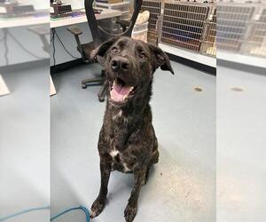 German Shepherd Dog-Unknown Mix Dogs for adoption in London, Ontario, Canada