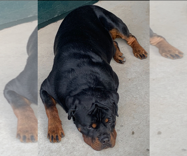 Medium Photo #3 Rottweiler Puppy For Sale in AURORA, CO, USA