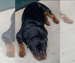 Small #2 Rottweiler