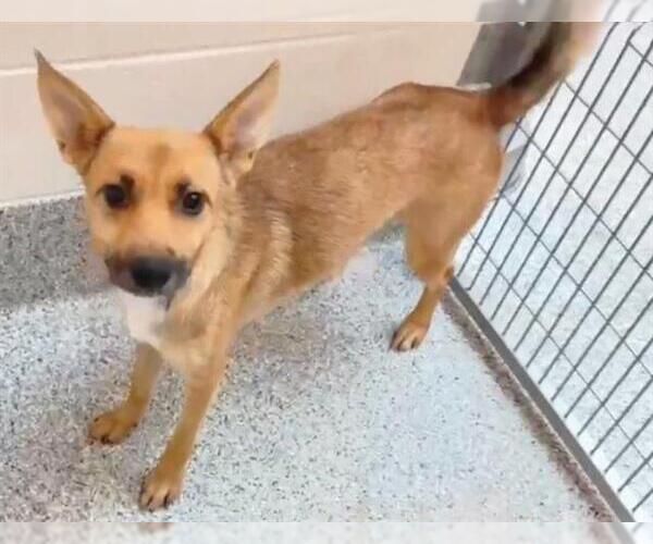 Medium Photo #2 German Shepherd Dog-Unknown Mix Puppy For Sale in Houston, TX, USA