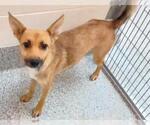 Small #1 German Shepherd Dog Mix