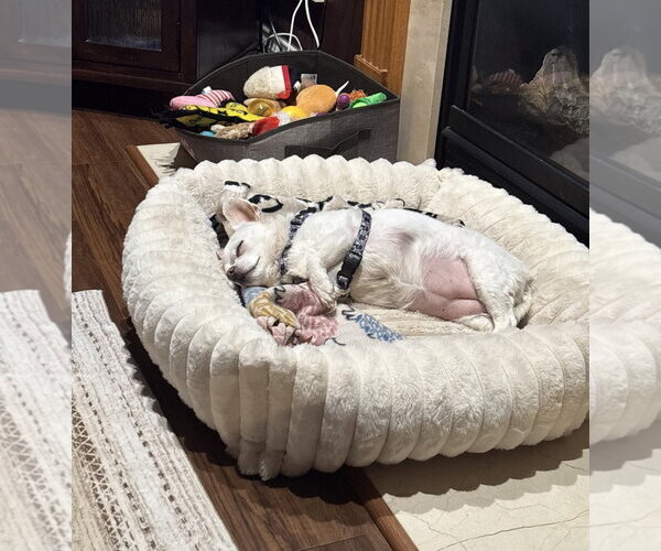 Medium Photo #3 Chihuahua-Unknown Mix Puppy For Sale in Clarkston, MI, USA