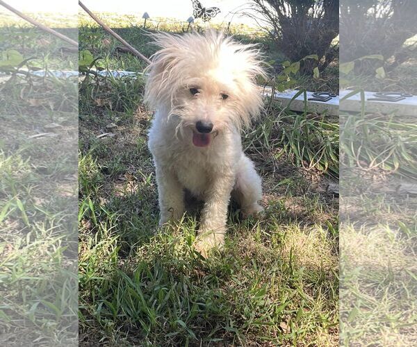 Medium Photo #4 - Mix Puppy For Sale in HOPKINSVILLE/PRINCETON, KY, NH, USA