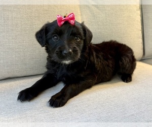 Border Collie Puppy for sale in FAIR HAVEN, MI, USA