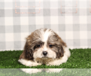 Zuchon Puppy for sale in MARIETTA, GA, USA