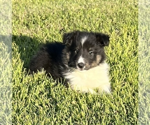 Medium Photo #3 Shetland Sheepdog Puppy For Sale in FORT MORGAN, CO, USA