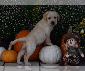Labrador Retriever Puppy for sale in SILEX, MO, USA