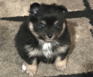 Pomeranian Puppy for sale in SAN JOSE, CA, USA