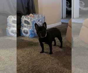 French Bulldog Puppy for sale in PUEBLO WEST, CO, USA