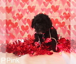 Small Photo #13 Maltipoo Puppy For Sale in COLORADO SPRINGS, CO, USA