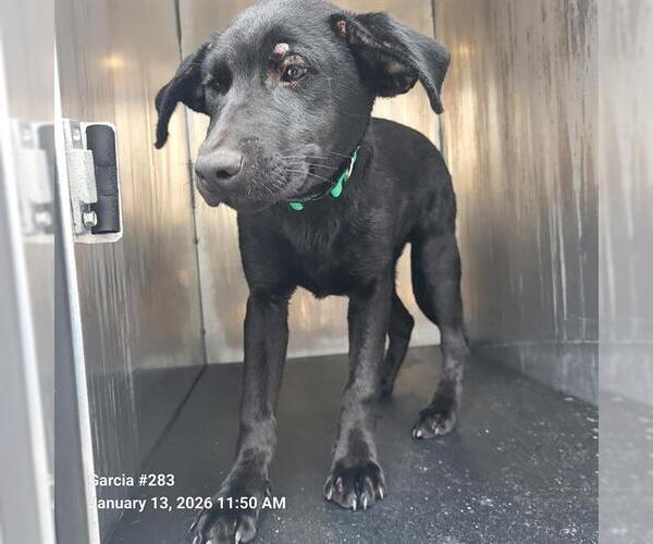 Medium Photo #1 Labrador Retriever-Unknown Mix Puppy For Sale in San Antonio, TX, USA