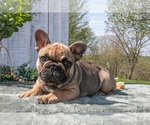 Small French Bulldog