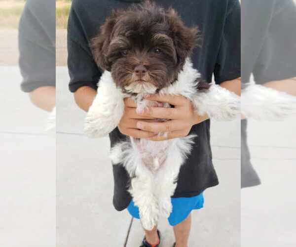 Medium Photo #3 Havanese Puppy For Sale in CASA GRANDE, AZ, USA