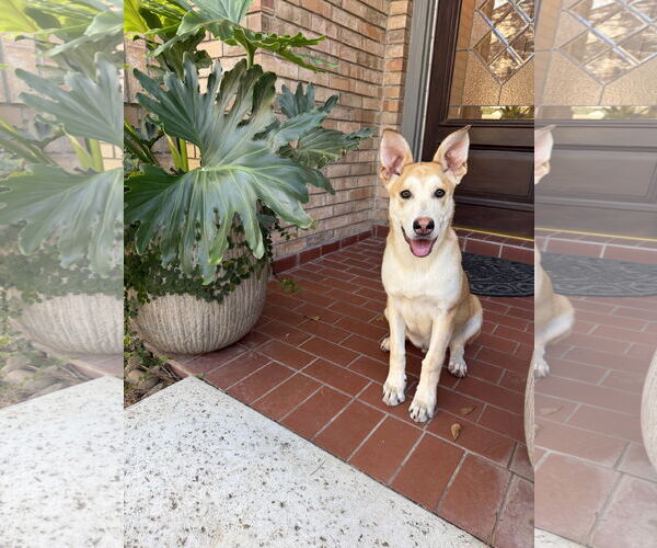 Medium Photo #4 Gerberian Shepsky Puppy For Sale in The Woodlands, TX, USA