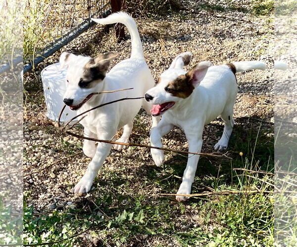 Medium Photo #5 Mutt Puppy For Sale in Estherville, IA, USA