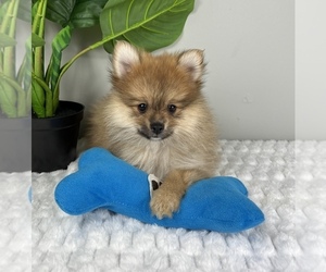 Pomeranian Puppy for sale in FRANKLIN, IN, USA