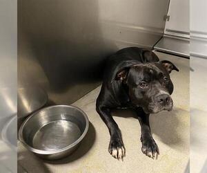Mutt Dogs for adoption in Modesto, CA, USA