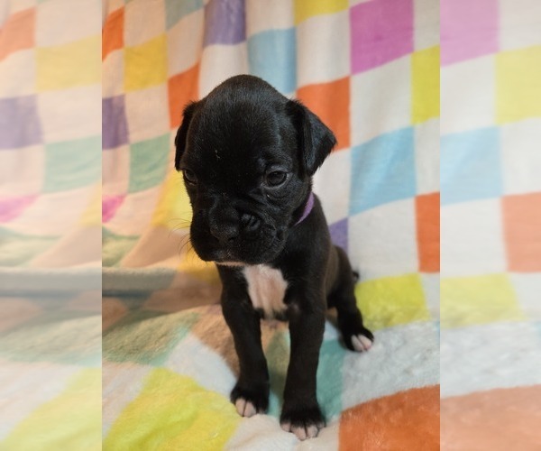 Medium Photo #7 Boxer Puppy For Sale in OPELIKA, AL, USA