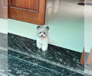 Poodle (Toy) Puppy for sale in CHINO HILLS, CA, USA