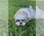 Small Photo #7 Shih Tzu Puppy For Sale in CANOGA, NY, USA