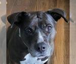 Small Labrador Retriever Mix