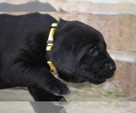 Small Photo #21 Labrador Retriever Puppy For Sale in RICHMOND HILL, GA, USA