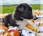 Small #7 Border Collie