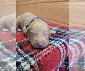 Goldendoodle Puppy for sale in WILLIAMSTOWN, KY, USA