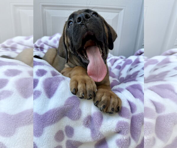 Medium Photo #4 Mutt Puppy For Sale in Goodyear, AZ, USA