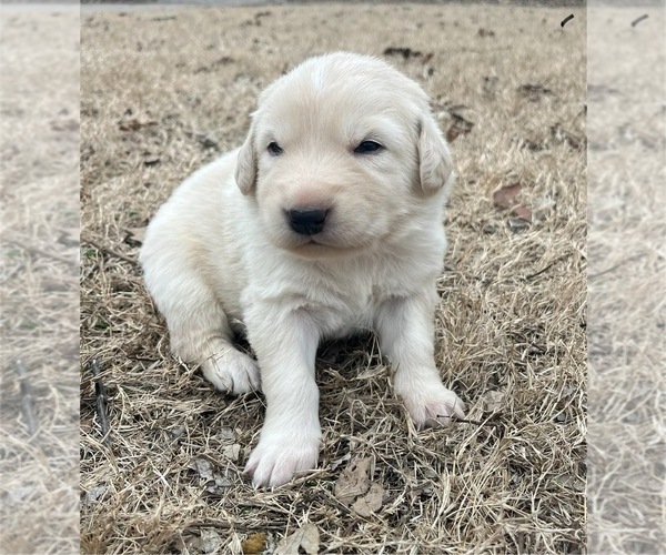 Medium Photo #1 Maremma Sheepdog Puppy For Sale in LECOMPTON, KS, USA