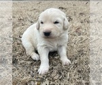 Puppy Black Maremma Sheepdog
