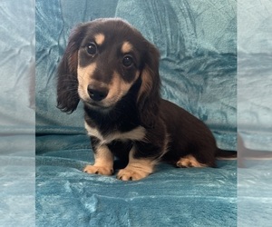 Dachshund Puppy for Sale in MEMPHIS, Tennessee USA