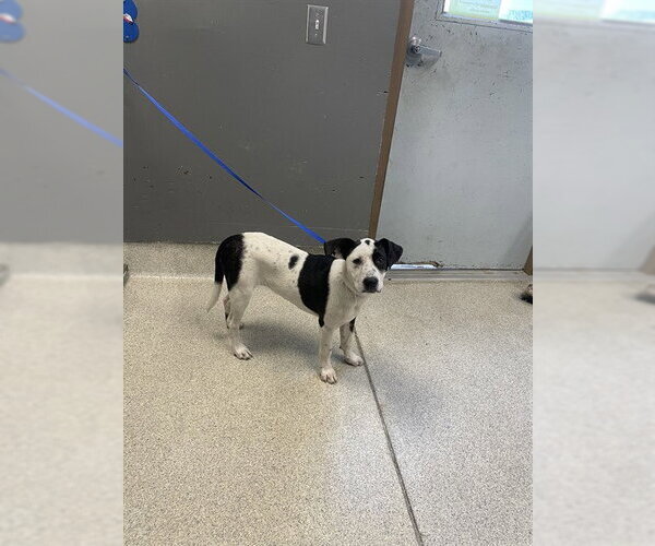 Medium Photo #1 Labrador Retriever-Unknown Mix Puppy For Sale in Tallahassee, FL, USA