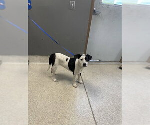 Labrador Retriever-Unknown Mix Dogs for adoption in Tallahassee, FL, USA