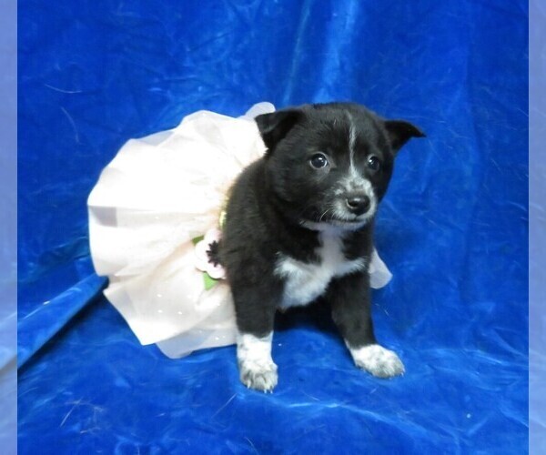Medium Photo #6 Pom-Shi Puppy For Sale in HARTVILLE, MO, USA