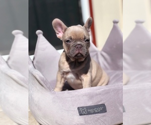 French Bulldog Puppy for sale in POTTER VALLEY, CA, USA