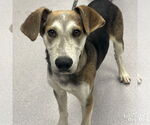 Small #4 English Foxhound Mix