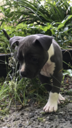 American Staffordshire Terrier Puppy for sale in HIGHLANDS, NC, USA