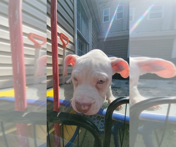 Medium Photo #10 American Bully Puppy For Sale in HARRISBURG, PA, USA