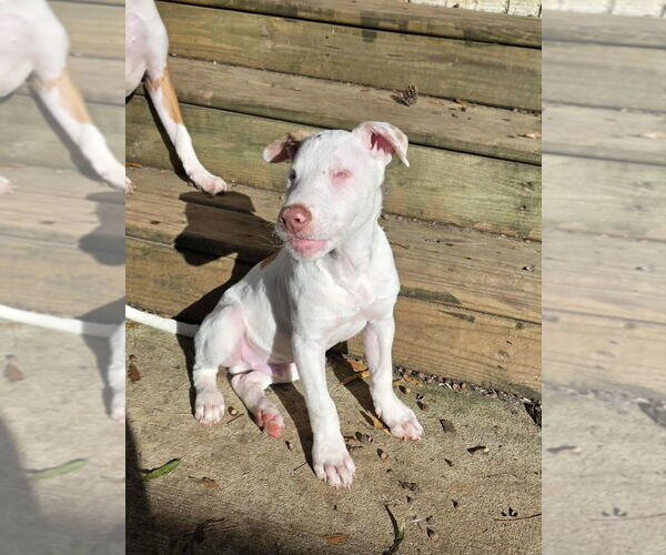 Medium Photo #9 American Pit Bull Terrier-Unknown Mix Puppy For Sale in Raleigh, NC, USA