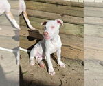 Small #8 American Pit Bull Terrier Mix