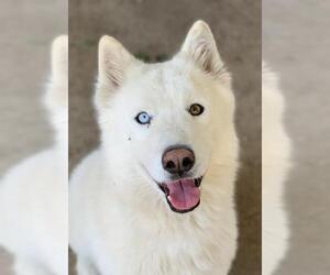 Siberian Husky Dogs for adoption in Riverside, CA, USA