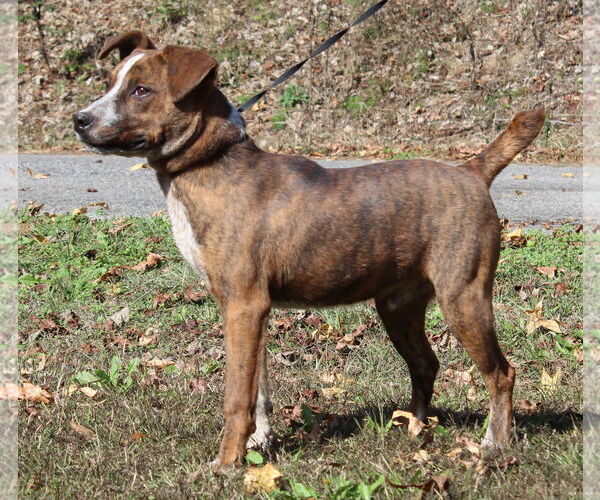 Medium Photo #3 Red Heeler-Unknown Mix Puppy For Sale in Prattville, AL, USA