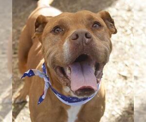 American Bulldog-Unknown Mix Dogs for adoption in San Antonio, TX, USA