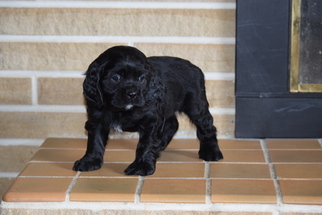 Cocker Spaniel Puppy for sale in FREDERICKSBURG, OH, USA