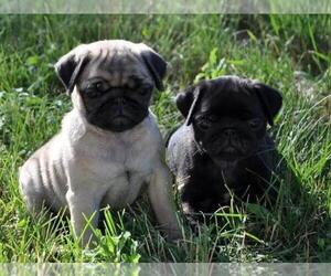 Pug Puppy for sale in LOS ANGELES, CA, USA